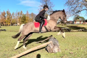 乗馬 NZ ニュージーランド 馬