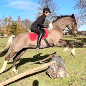 乗馬　NZ　ニュージーランド　馬