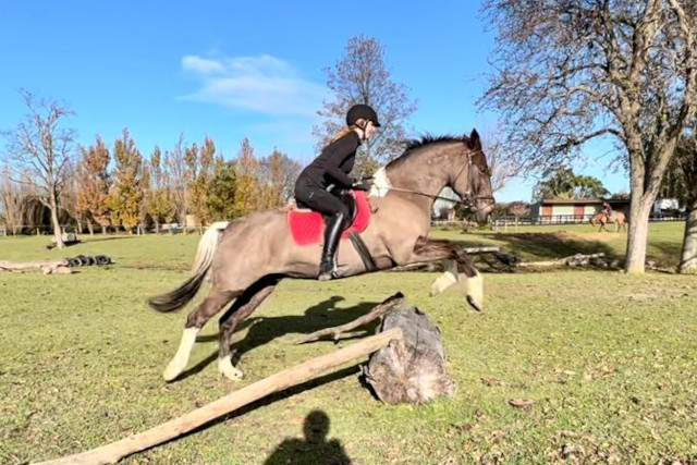 乗馬　NZ　ニュージーランド　馬