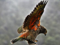 動物たち in ニュージーランド