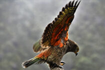 動物たち in ニュージーランド