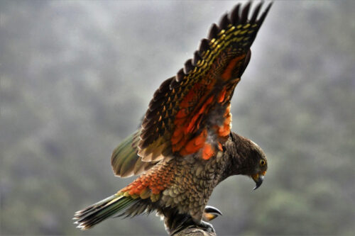 Kea キア　ニュージーランド　NZ 680px