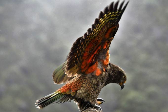 動物たち in ニュージーランド