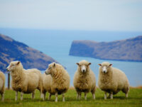 ニュージーランド人の性格