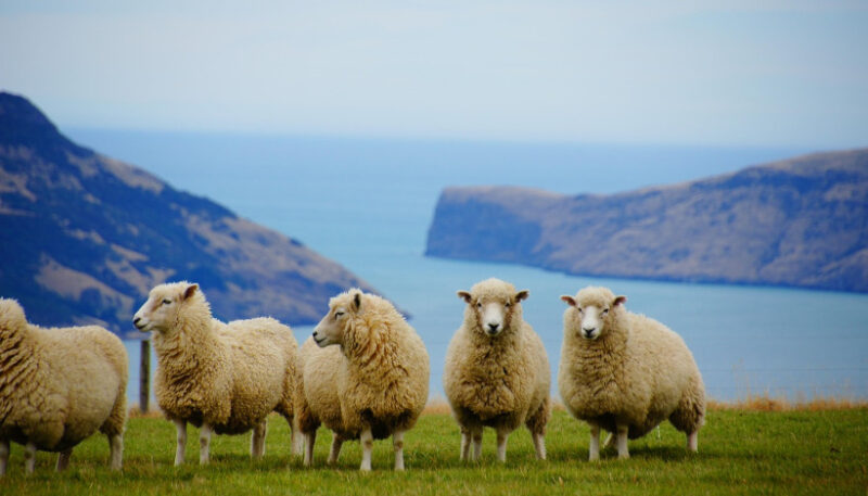 ニュージーランド人の性格