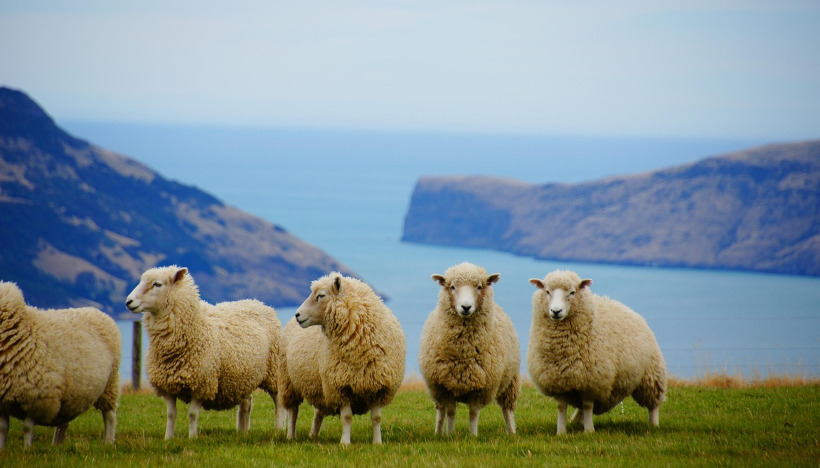 ニュージーランド人の性格