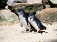 ニュージーランドは「世界のペンギンの首都」