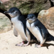 ニュージーランドは「世界のペンギンの首都」