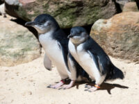 ニュージーランドは「世界のペンギンの首都」