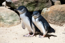 ニュージーランドは「世界のペンギンの首都」