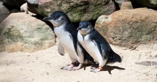 NZ ペンギン　ニュージーランド 680px