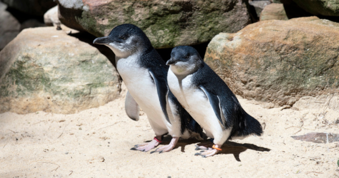 ニュージーランドは「世界のペンギンの首都」